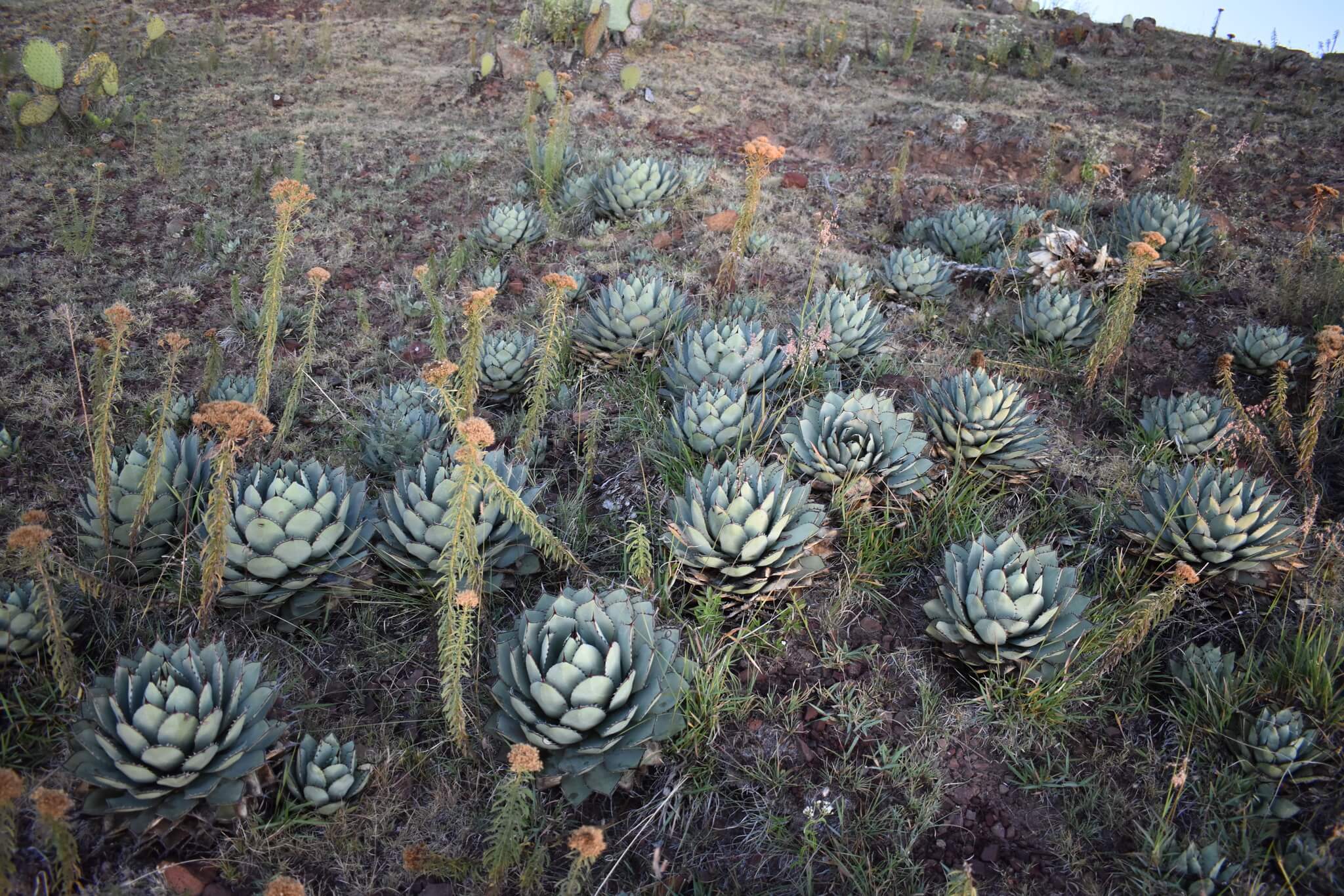 Agave parryi